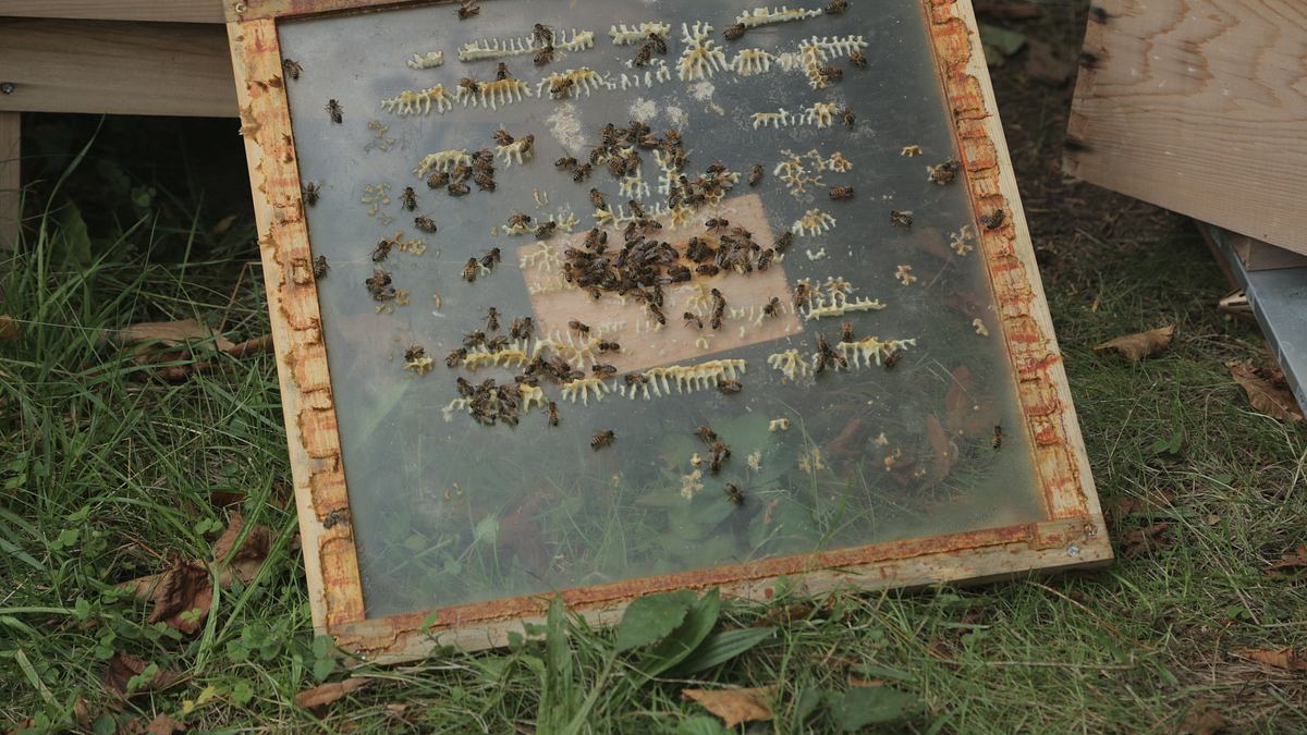 die superkräfte der tiere