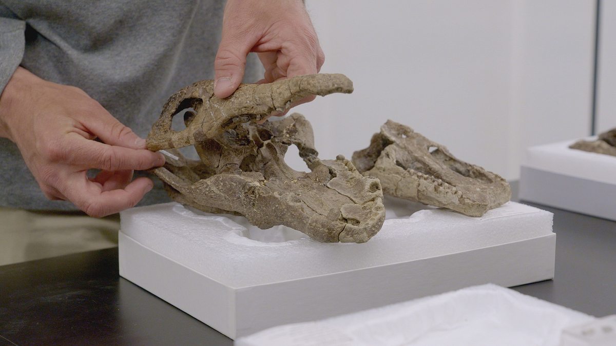 asteroid - der dino-killer aus dem all