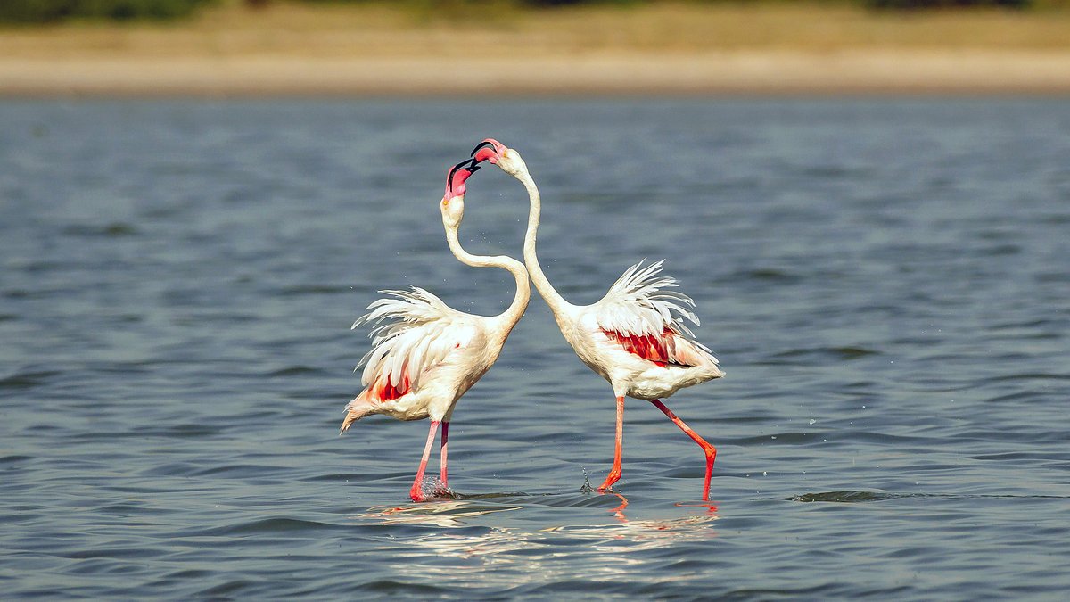 pakistans natur, ein fragiler schatz