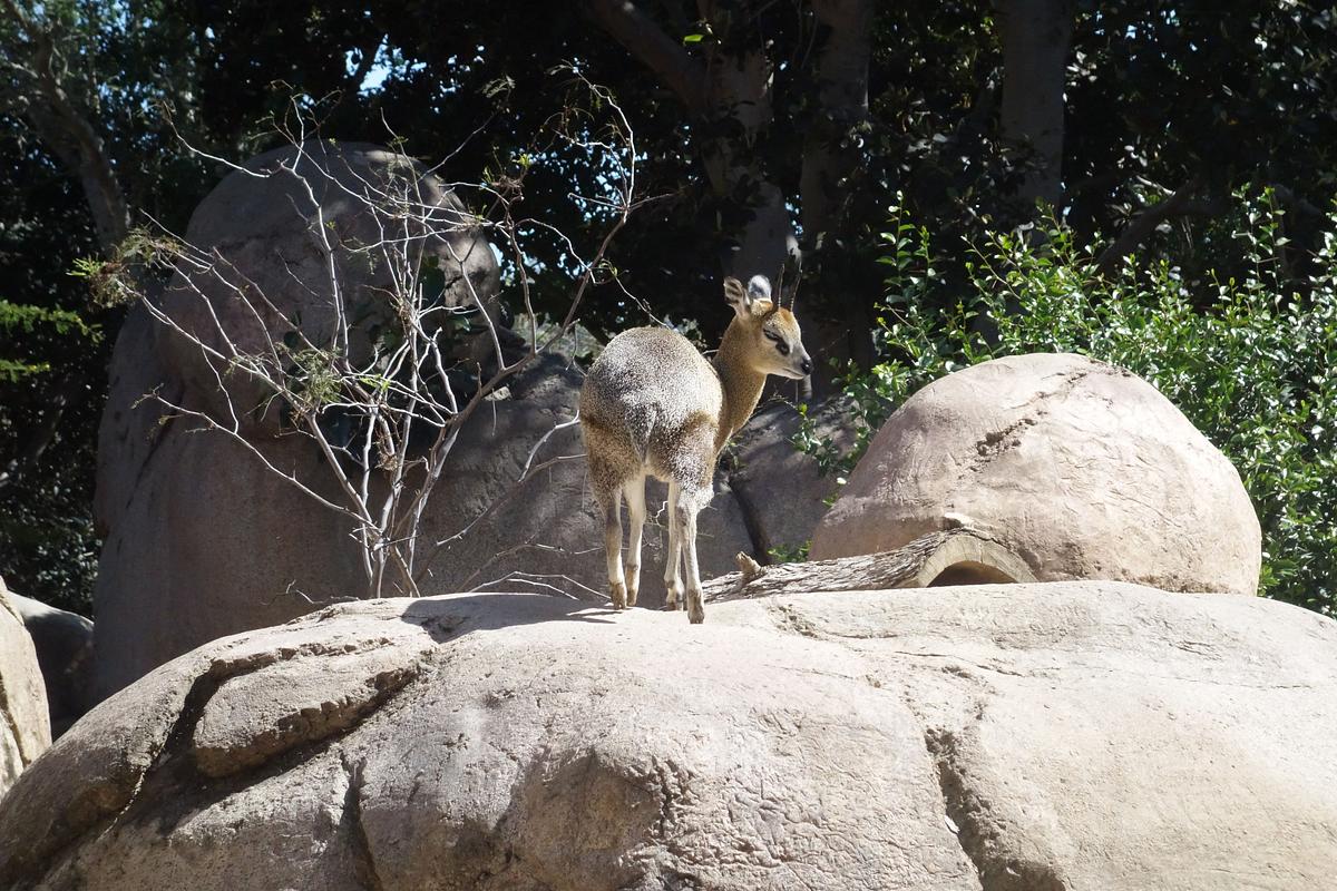 San Diego Zoo san diego zoo