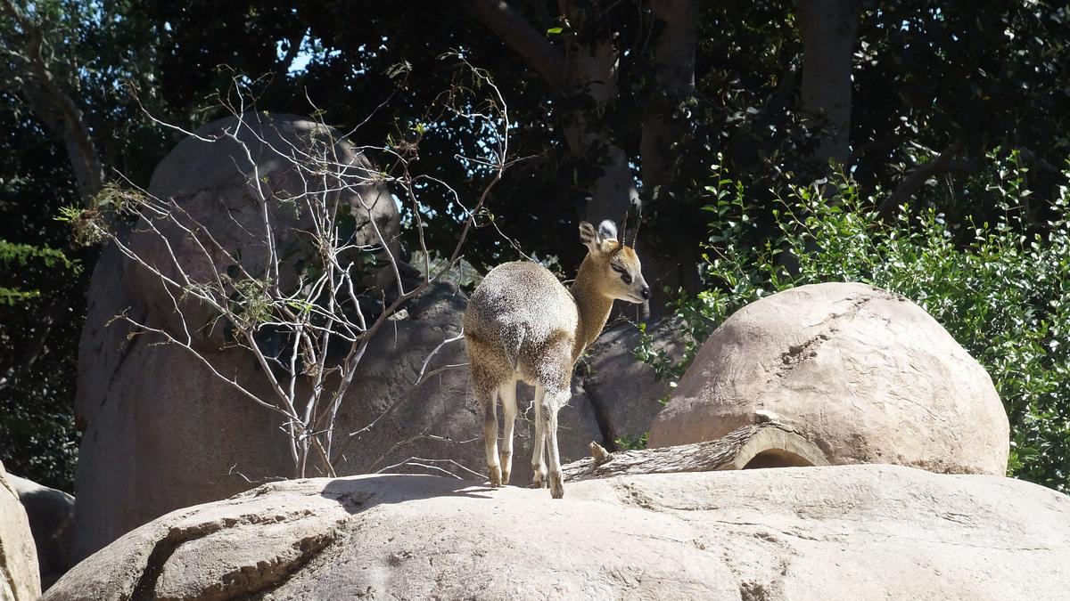 san diego zoo