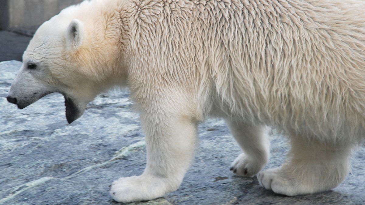 eisbär, affe & co.
