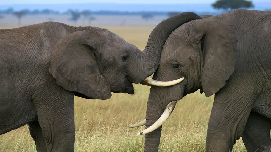 Afrikas Ikonen der Tierwelt afrikas ikonen der tierwelt