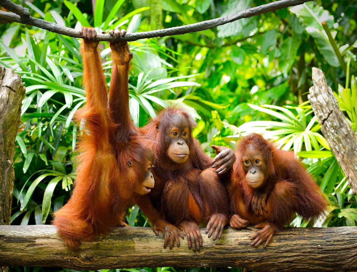 orang-utans - borneos waldmenschen