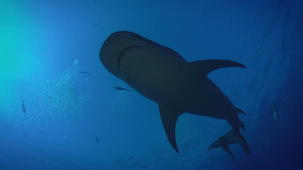 shark terror - verloren auf hoher see