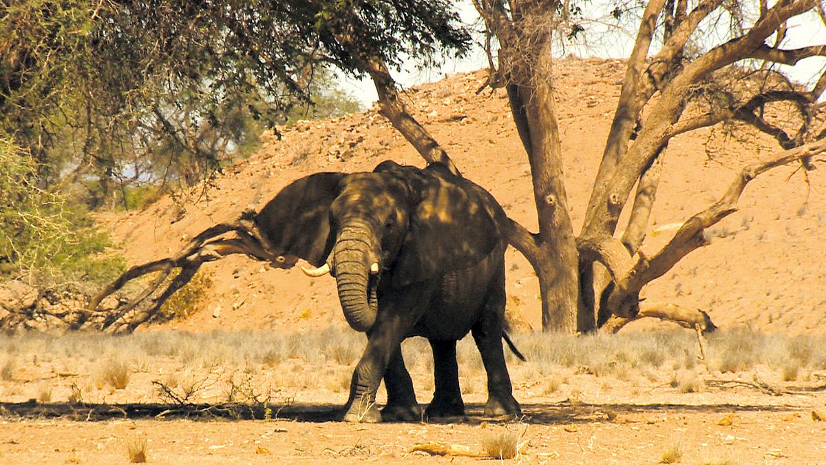das waisenhaus für wilde tiere - abenteuer afrika