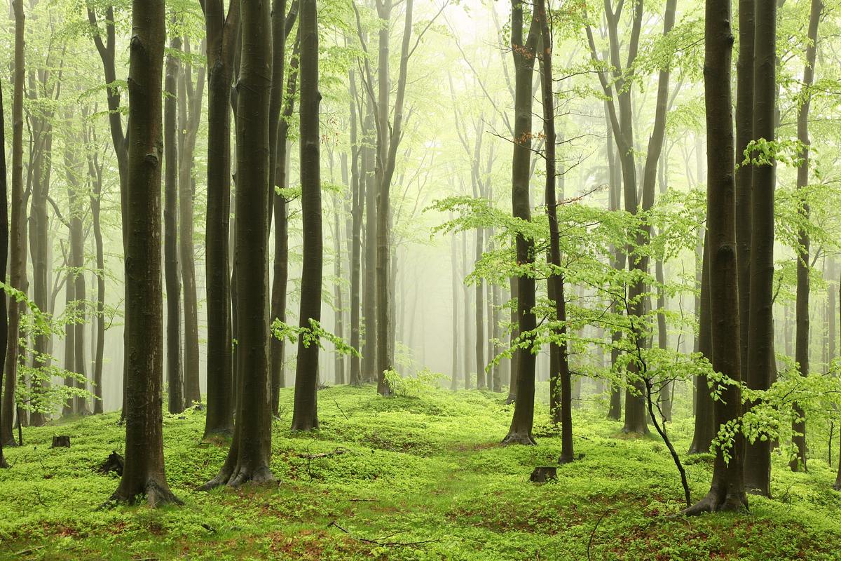 tausend moore, hundert seen und ein wald - naturwunder schorfheide