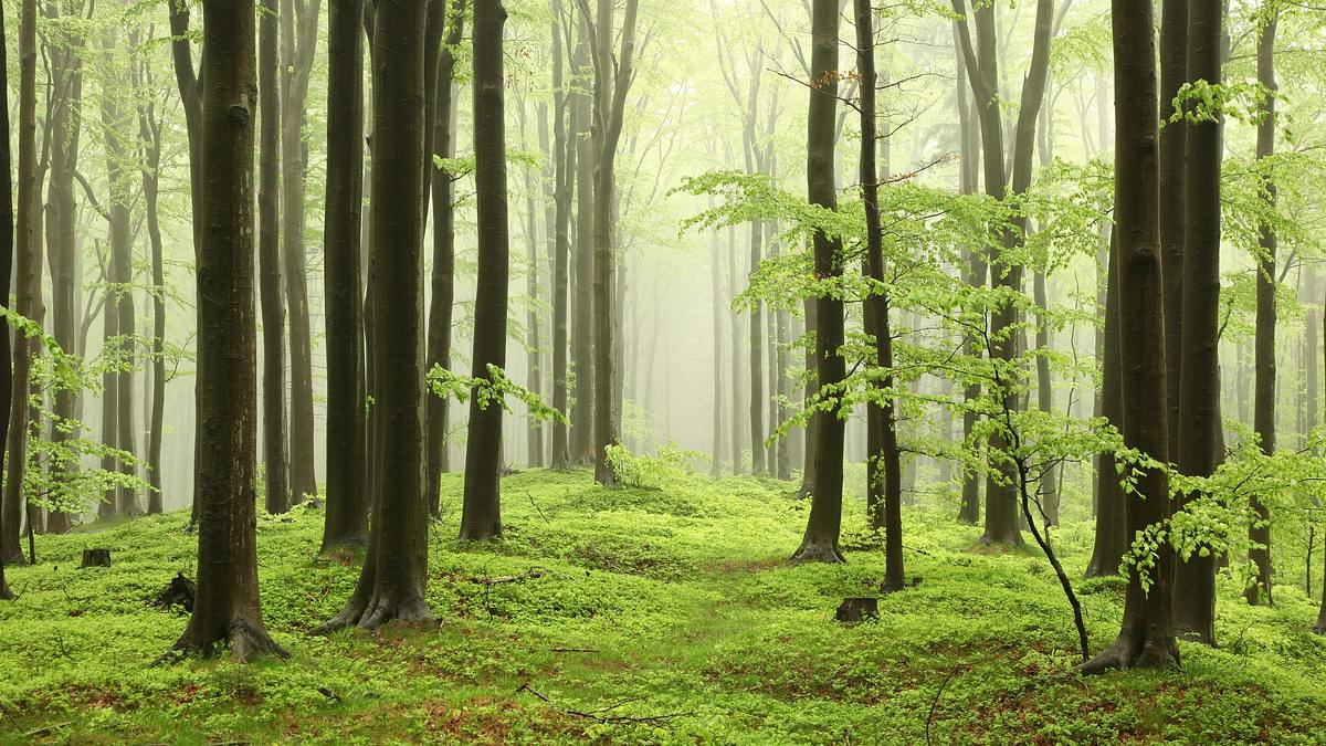 tausend moore, hundert seen und ein wald - naturwunder schorfheide