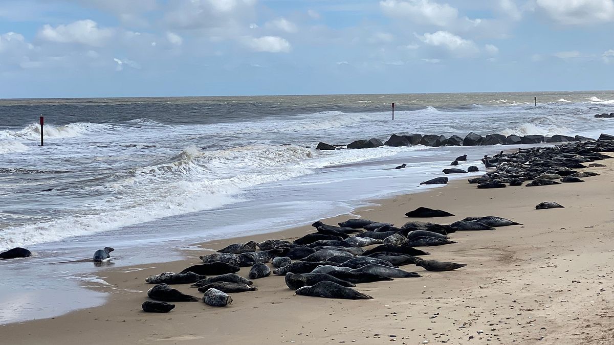 leben an der nordsee