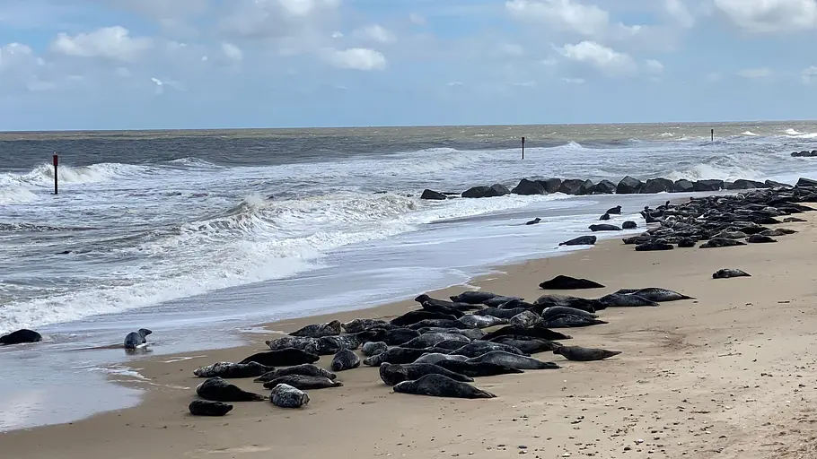 Leben an der Nordsee leben an der nordsee