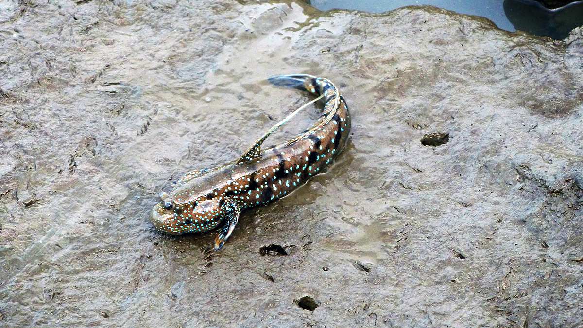Die Superkräfte der Tiere die superkräfte der tiere