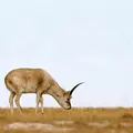 Wilde Tierreiche Thumbnail
