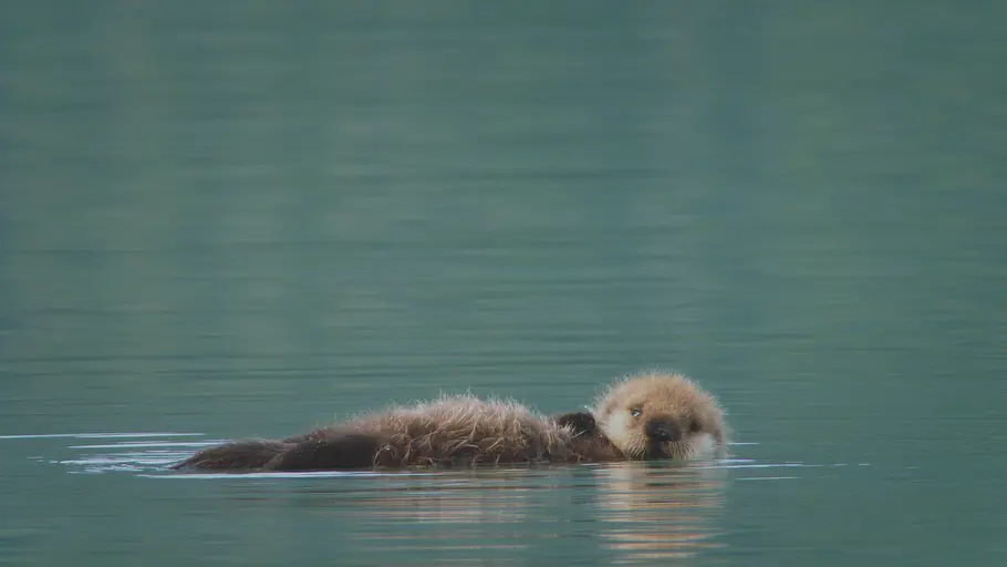 impossible animals