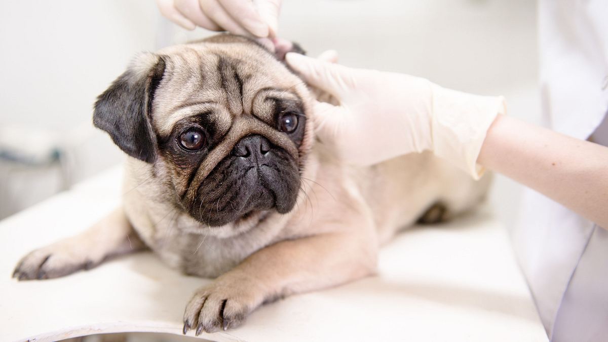 das leiden der modehunde - niedlich, aber krankgezüchtet?