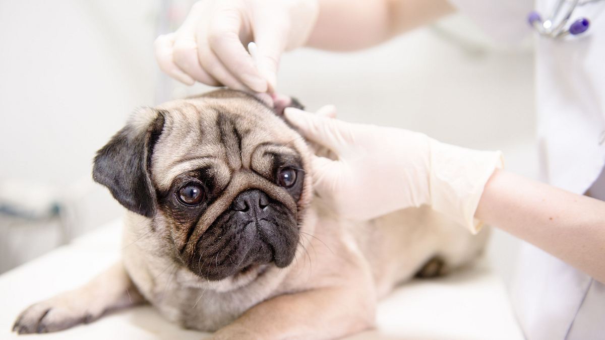 das leiden der modehunde - niedlich, aber krankgezüchtet?