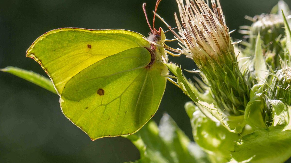 welt der tiere