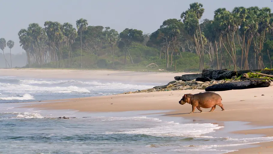 Surfing Hippos - Der Strand der Dschungeltiere surfing hippos - der strand der dschungeltiere