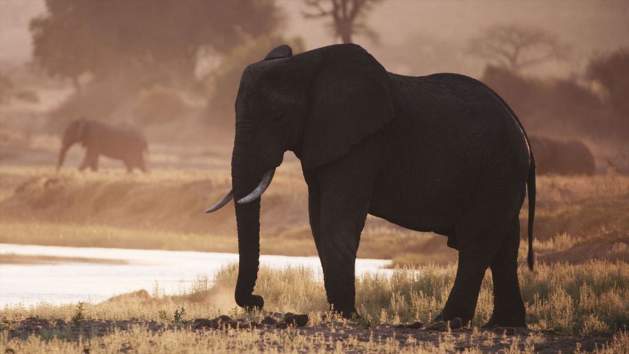katavi nationalpark tansania