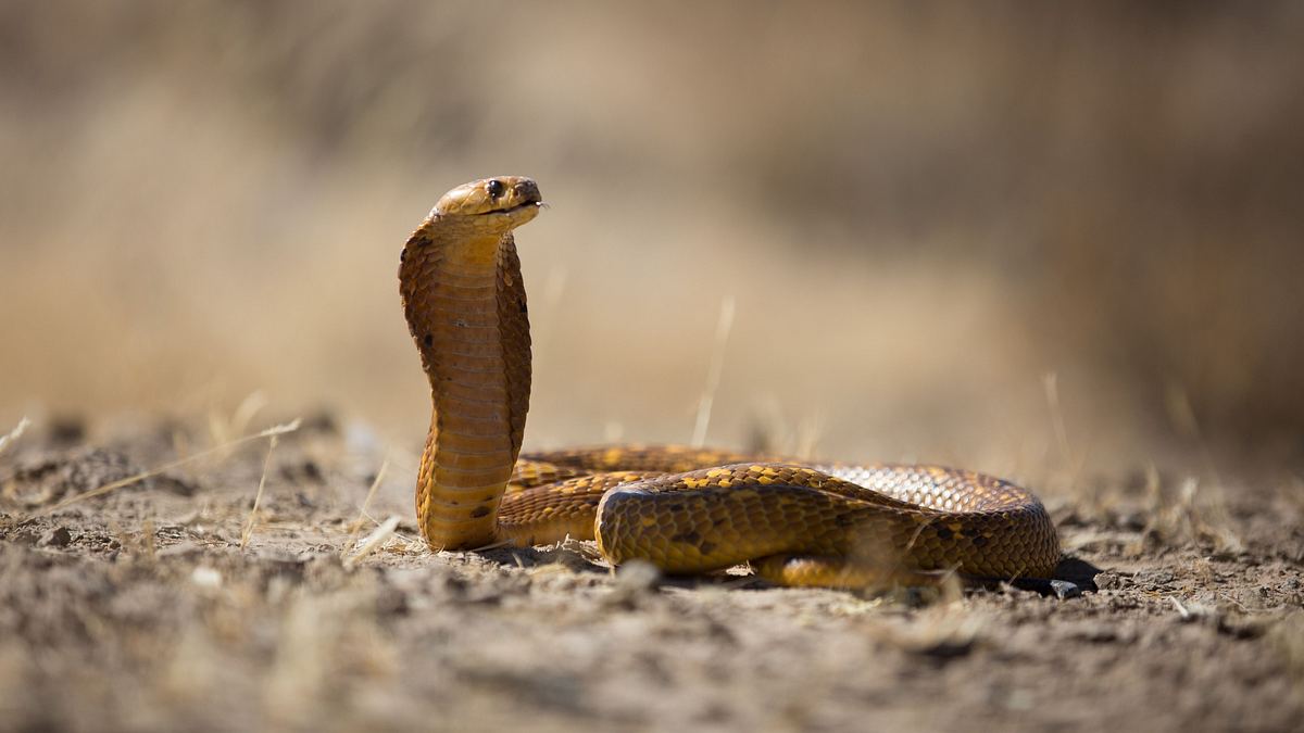 wildwechsel: tiere auf achse