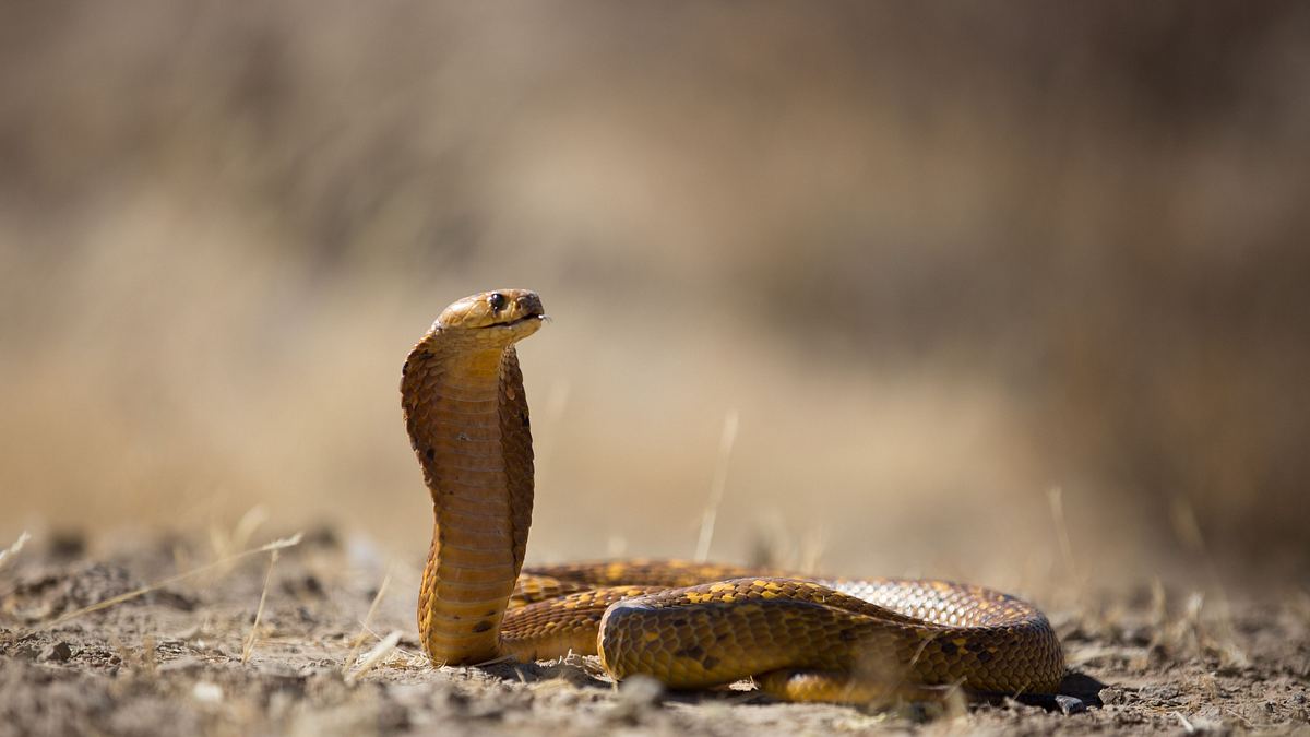 wildwechsel: tiere auf achse