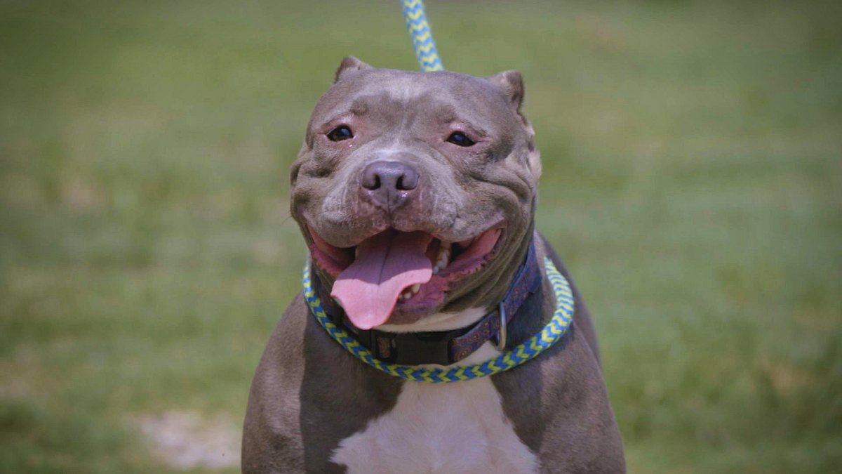 pitbulls auf bewährung