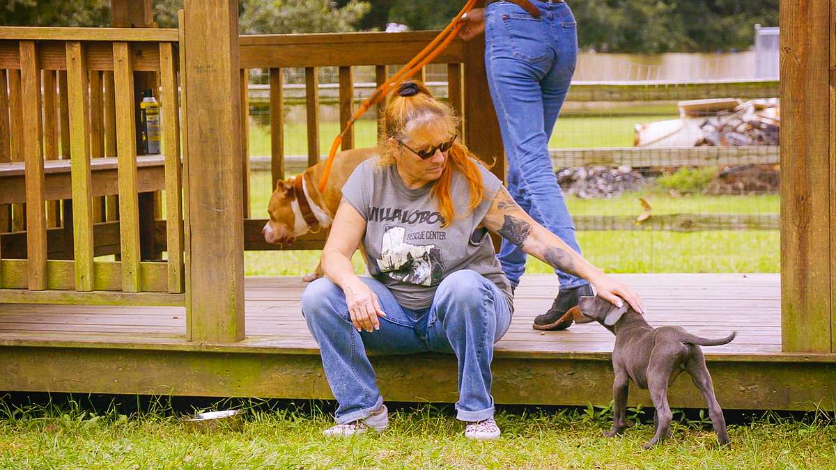 pitbulls auf bewährung