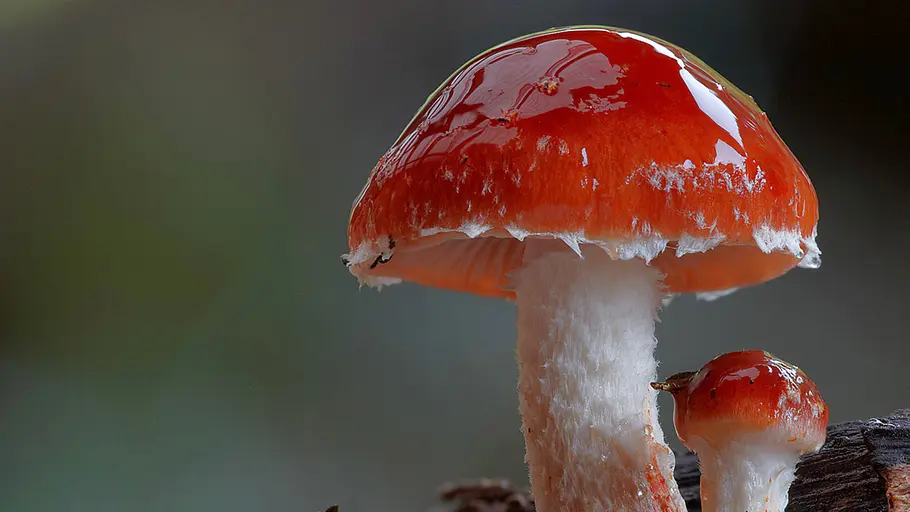Im Königreich der Pilze im königreich der pilze
