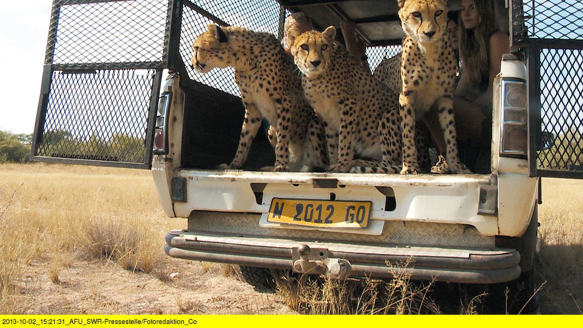 das waisenhaus für wilde tiere - abenteuer afrika