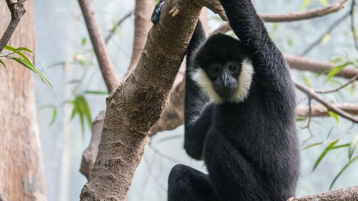 bronx zoo - tierpark der superlative