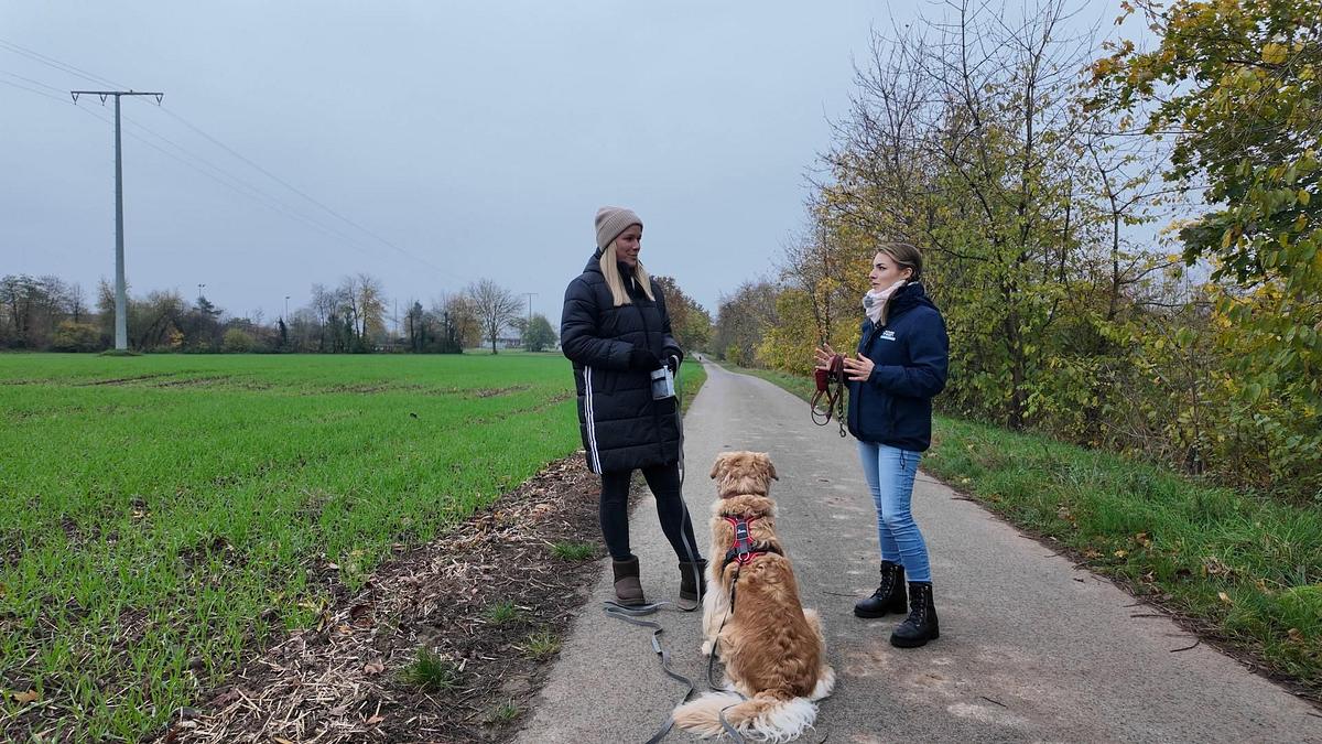 Der Hundeprofi - Rütters Team der hundeprofi - rütters team