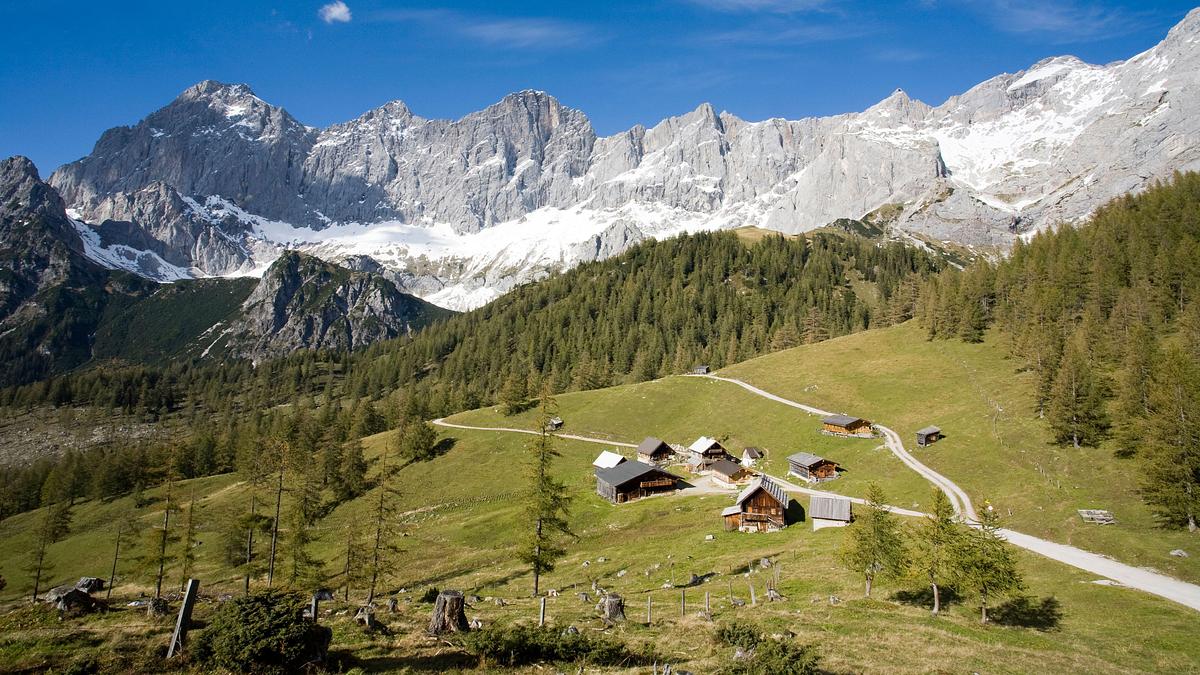 treibjagd im dorf