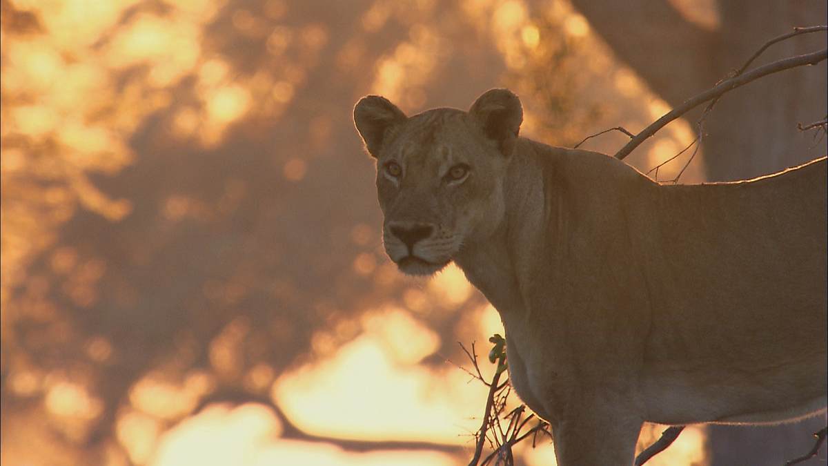 afrikas tödlichste jäger