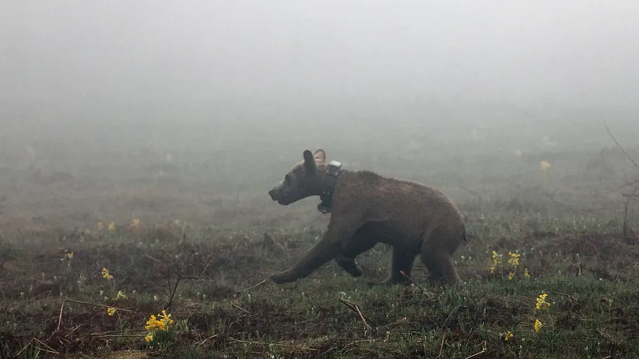 europa: die wildnis kehrt zurück