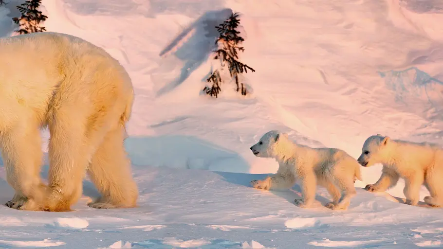 Königreich der Eisbären königreich der eisbären