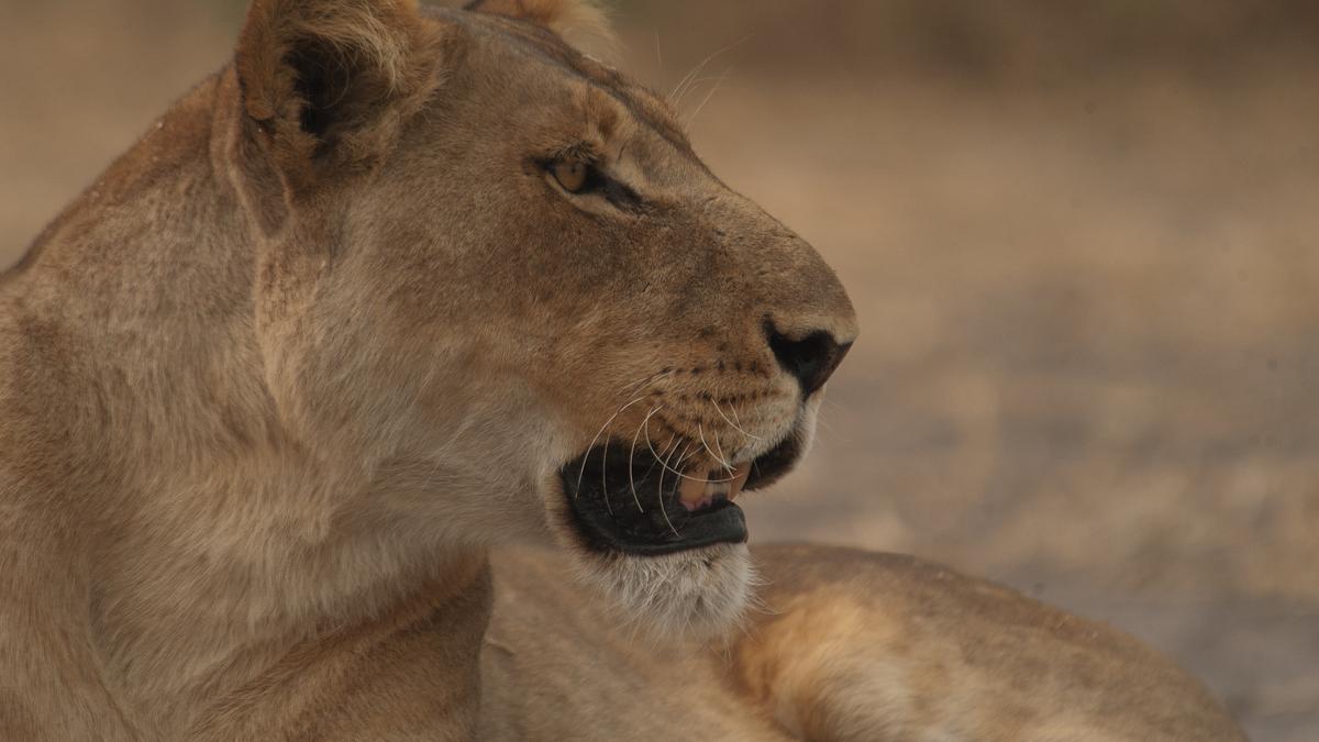 afrikas tödlichste jäger: raubkatzen