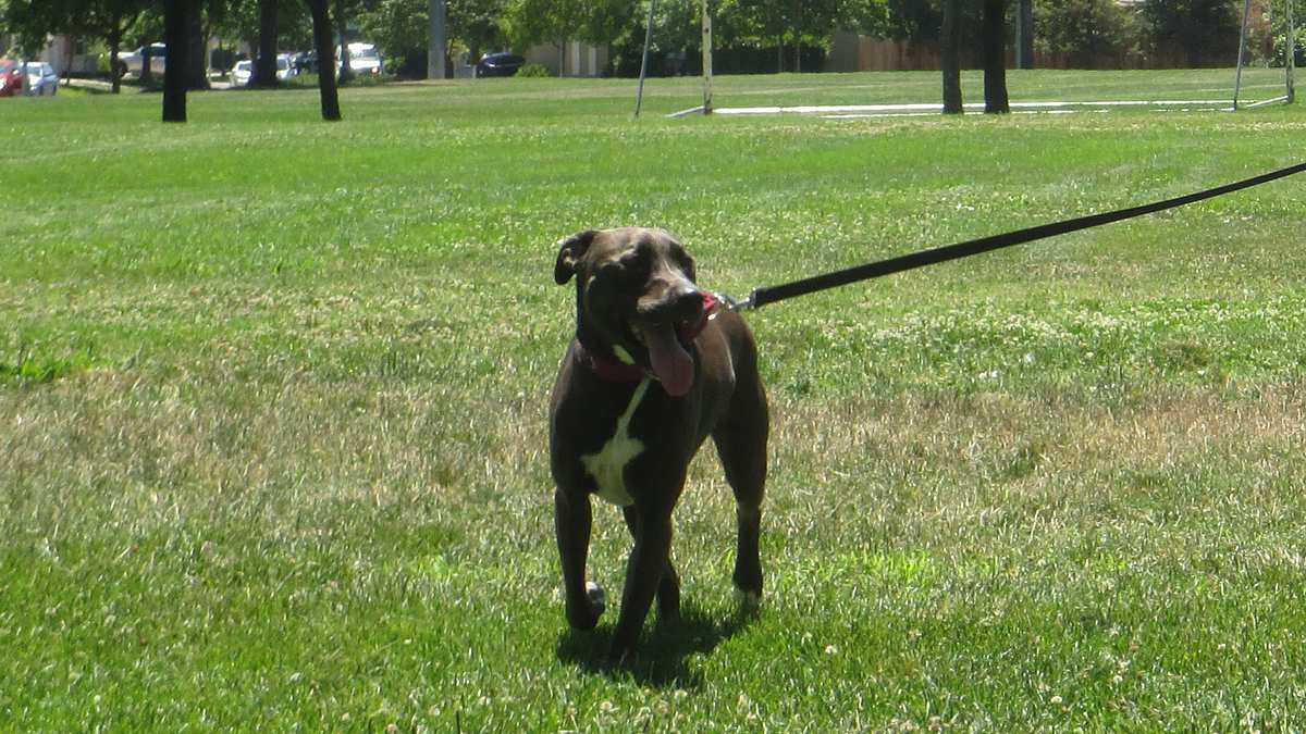 pitbulls auf bewährung