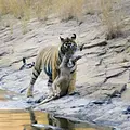 Indien - Leben mit Großkatzen Thumbnail