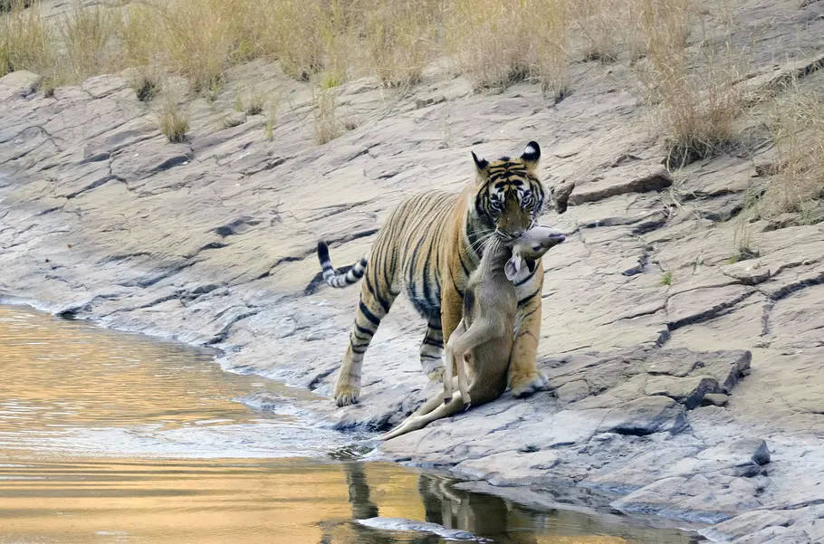 Indien - Leben mit Großkatzen indien - leben mit großkatzen