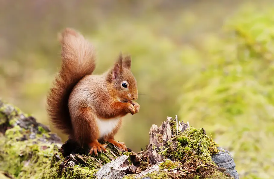 Yorkshire: Ein Jahr in der Wildnis yorkshire: ein jahr in der wildnis