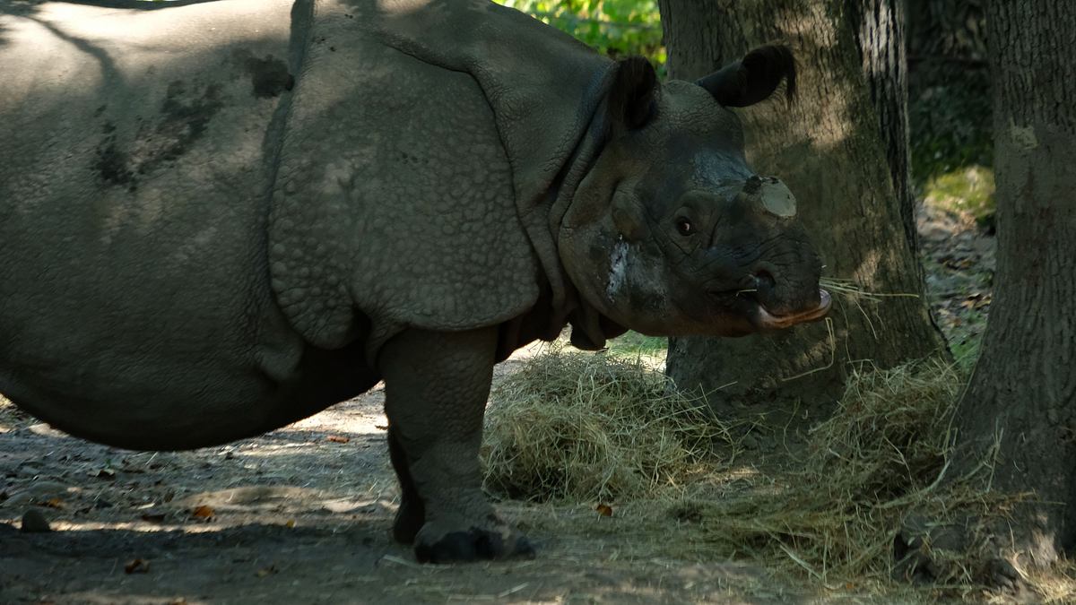 bronx zoo - tierpark der superlative