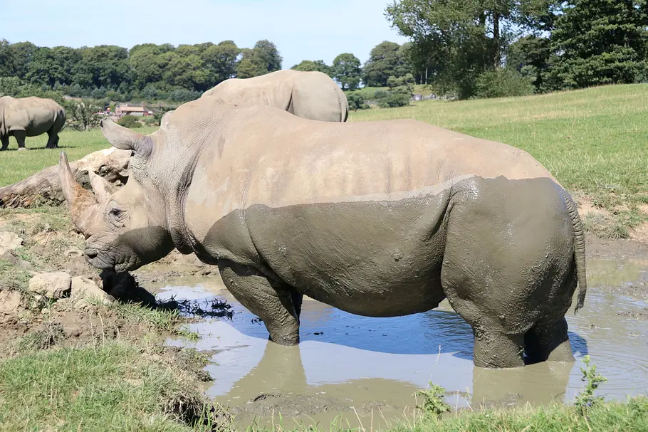 Animal Park: Zoo-Geschichten aus Longleat animal park: zoo-geschichten aus longleat