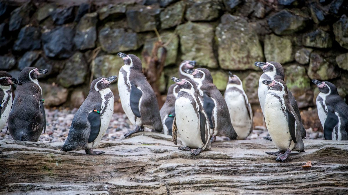 zoo und so - tierisch wild!