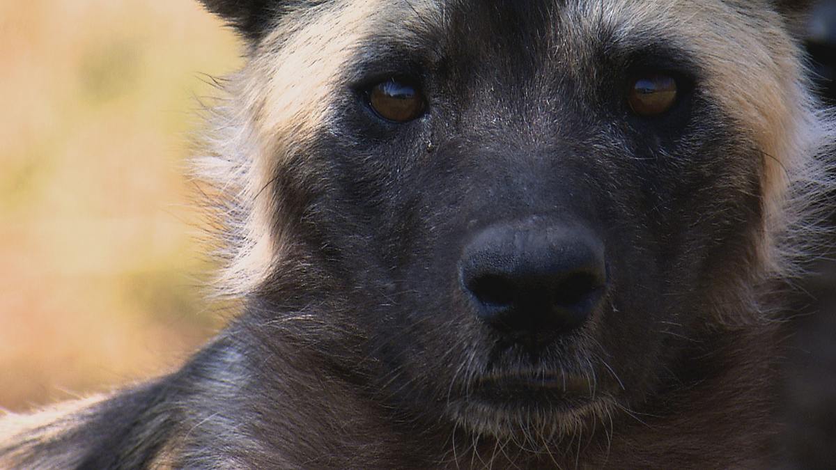 Afrikas tödlichste Jäger afrikas tödlichste jäger