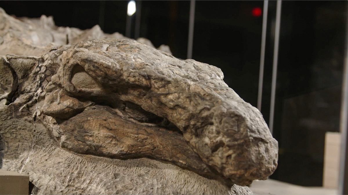 fabelhafte welt der dinosaurier