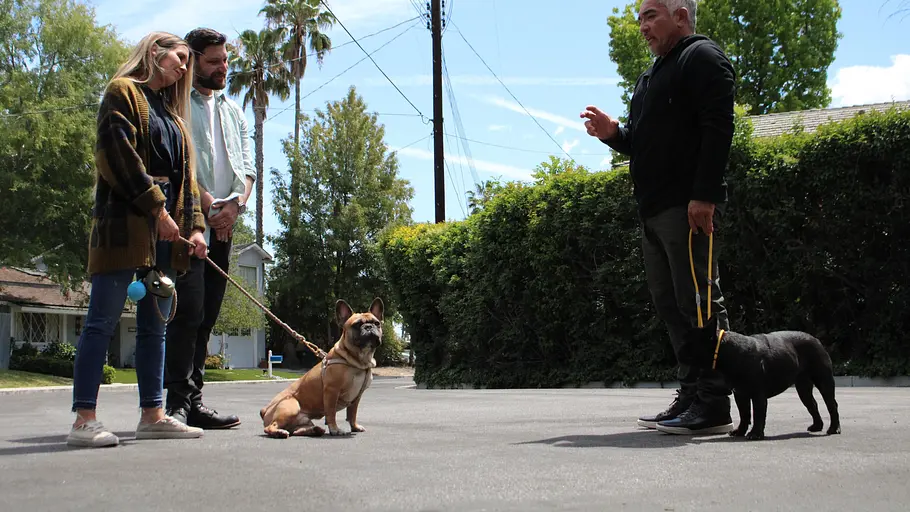 Cesar Millan: Guter Mensch, guter Hund cesar millan: guter mensch, guter hund