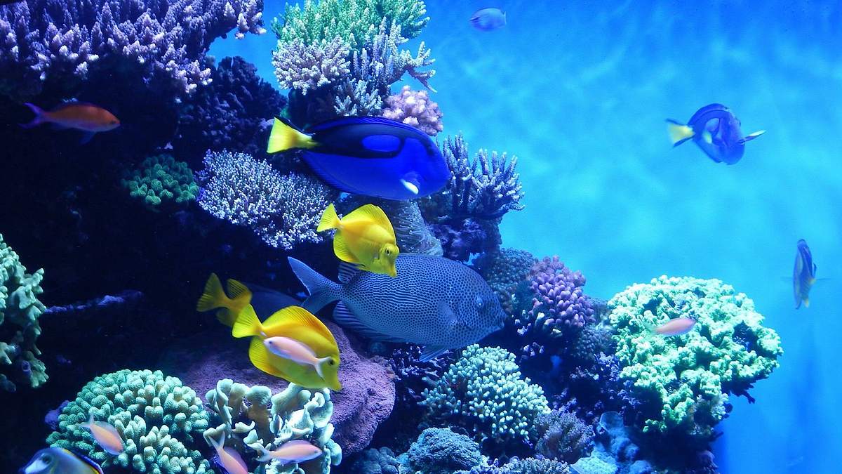 die aquarium-profis
