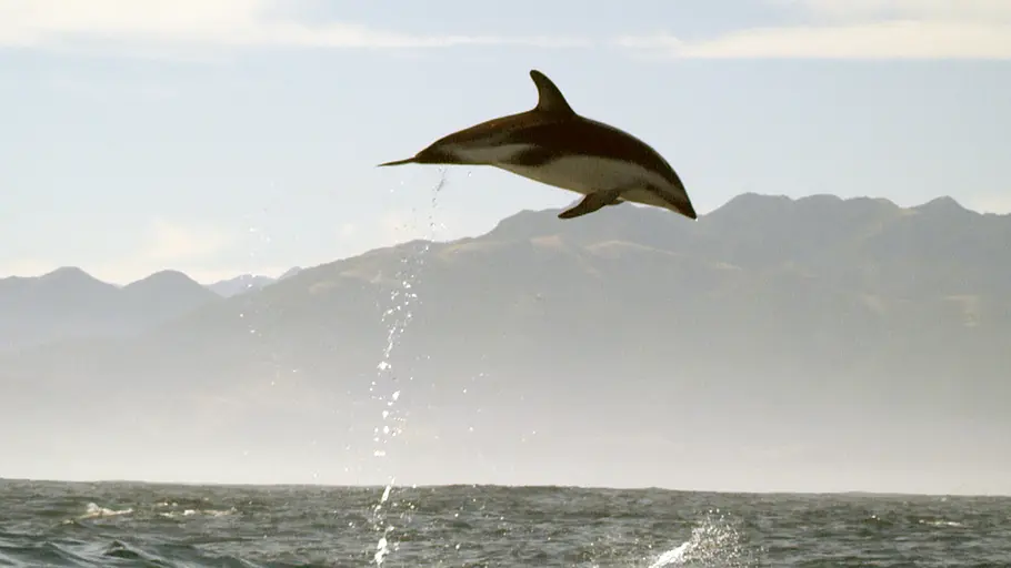 Wildes Neuseeland wildes neuseeland