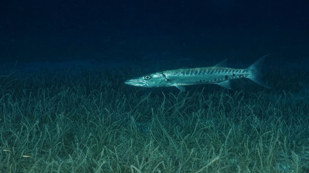 monsterfische am haken