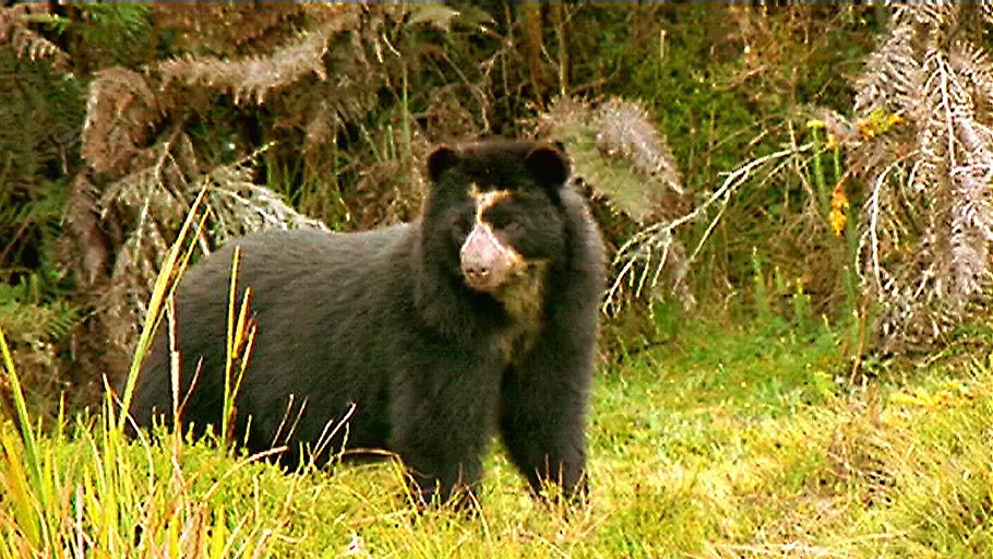 Geheimnisvoller Nebelwald geheimnisvoller nebelwald
