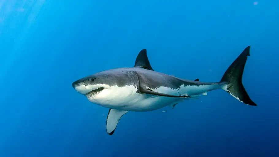 air jaws - auf der suche nach colossus